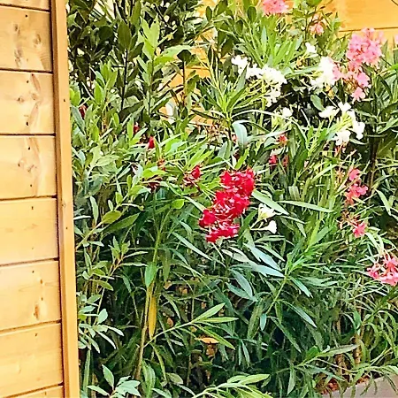 Joli Terrasse, Venizelos-cannes Centre A0b169