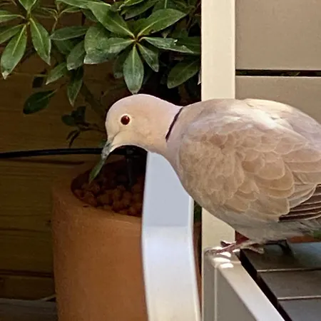 Joli Terrasse, Venizelos-cannes Centre A0b169 * Cannes